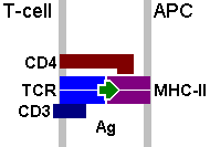 Antigen Presenting Cell-TCR Interaction