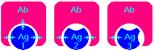 Model of Crossreactivity