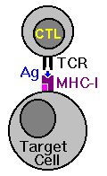 Cytotoxic T-lymphocytes