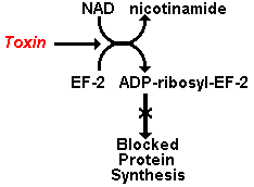 Mechanism of Diphtheria Toxin