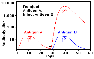 Humoral Immune Response