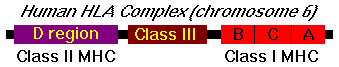 Major Histocompatibility Complex Genes