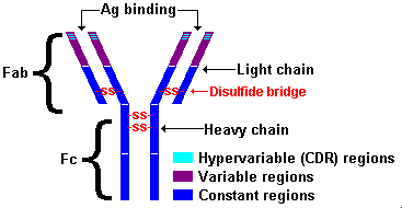 Basic Immunoglobilin Structure