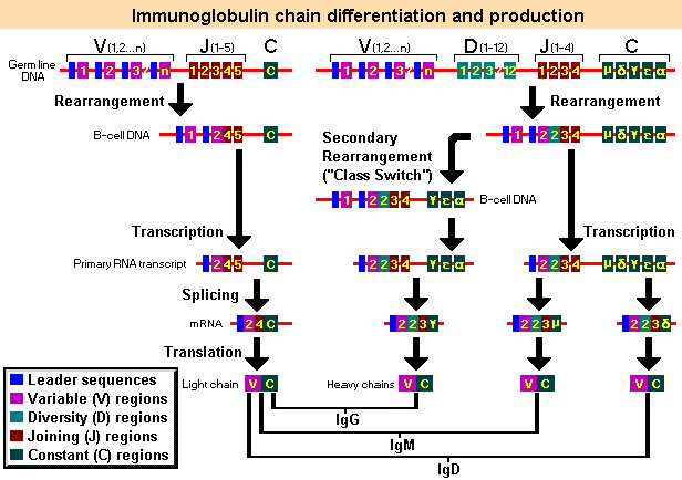 Immunoglobulin Gene Rearrangement and Differentiation