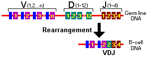 Antibody Diversity: Multiple Genes