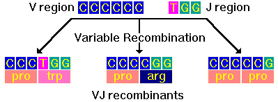 Antibody Diversity: Variable Recombination