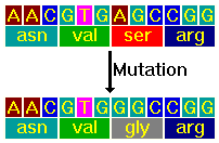 Antibody Diversity: Somatic Mutation