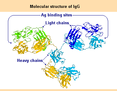 IgG2 3-Dimensional Structure, side view