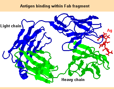 IgG2 3-Dimensional Structure, Ag binding