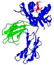 MHC Class I, side view