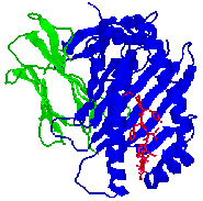 MHC Class I, top view