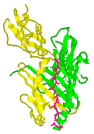 Class II MHC, top view