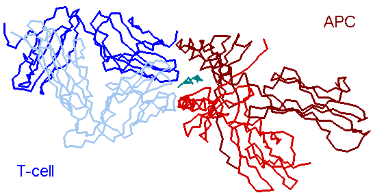 Class II MHC-TCR Interaction