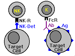 NK cells