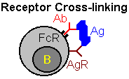 Suppressor T-Cells