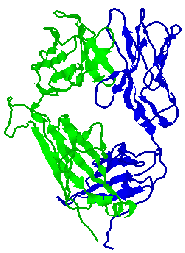 T-cell Receptor, side view