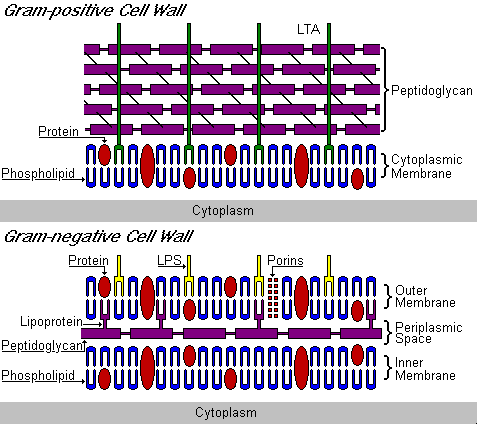 Bacterial Cell Wall Structure