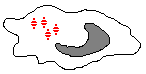 Intracellular Microorganisms Killed by Activated Macrophage